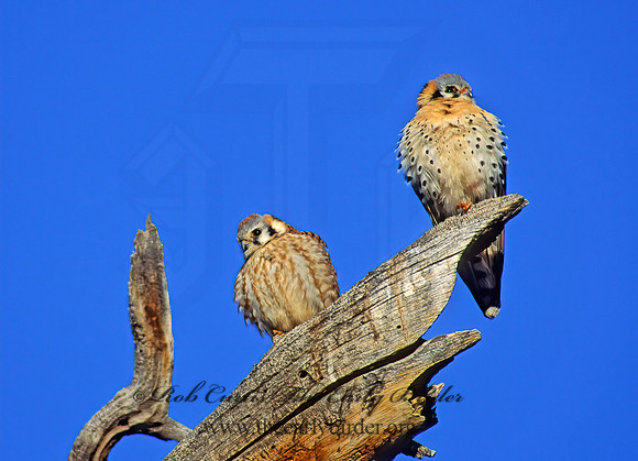 Falco sparverius  AMERICAN KESTREL  103920z