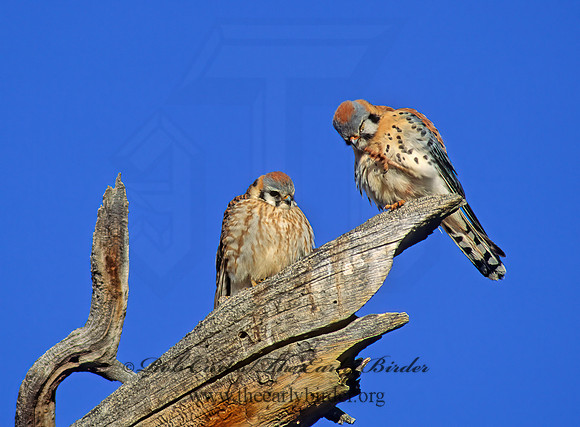 Falco sparverius  AMERICAN KESTREL  103927z