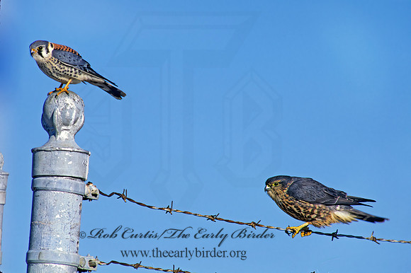 Falco sparverius  AMERICAN KESTREL  183707z