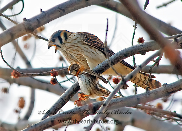 Falco sparverius  AMERICAN KESTREL  6001859z