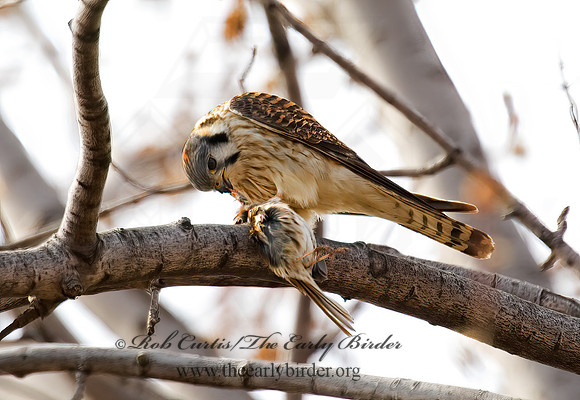 Falco sparverius  AMERICAN KESTREL  5018514z