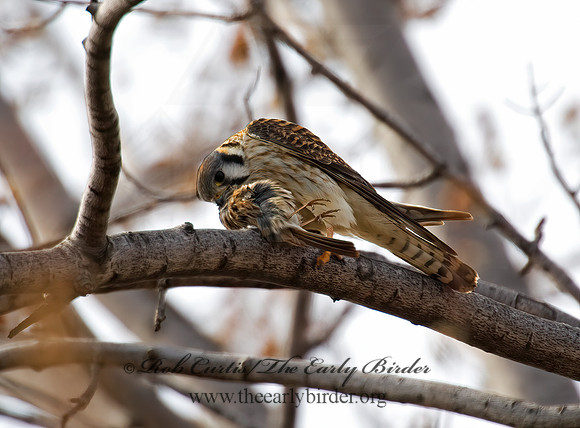 Falco sparverius  AMERICAN KESTREL  5018520z