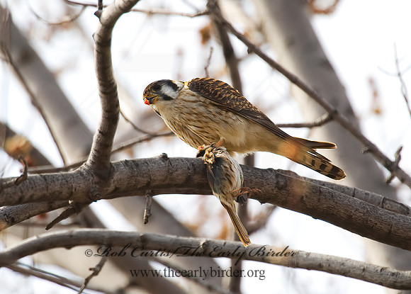 Falco sparverius  AMERICAN KESTREL  5018516z