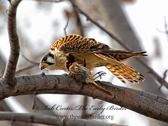 Falco sparverius  AMERICAN KESTREL  5018521z