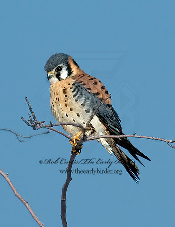 Falco sparverius  AMERICAN KESTREL  5017573z