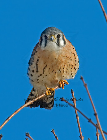 Falco sparverius  AMERICAN KESTREL  5017584z