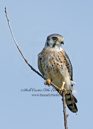 Falco sparverius  AMERICAN KESTREL  7012866z