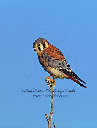 Falco sparverius  AMERICAN KESTREL  281716z