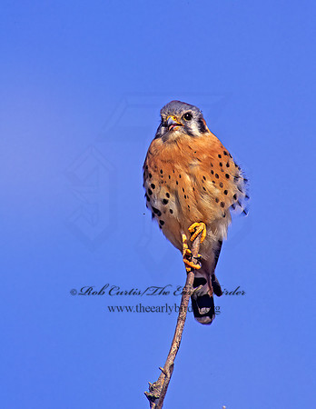 Falco sparverius  AMERICAN KESTREL  237025z