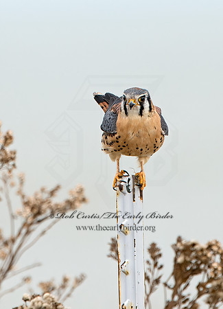 Falco sparverius  AMERICAN KESTREL  9027560z