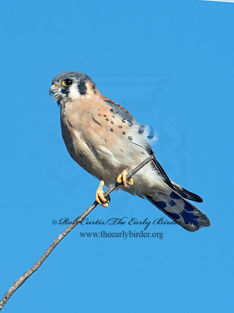 Falco sparverius  AMERICAN KESTREL  9005992z