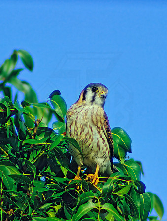 Falco sparverius  AMERICAN KESTREL  11600z