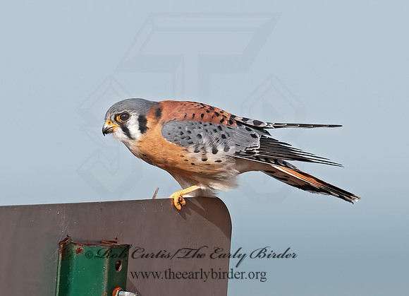 Falco sparverius  AMERICAN KESTREL  3010752z