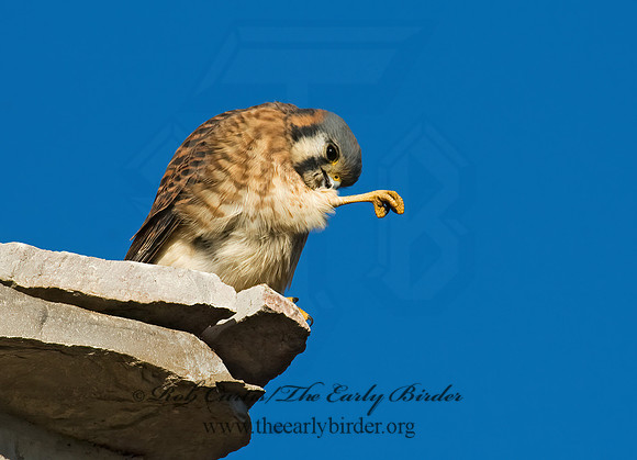 Falco sparverius  AMERICAN KESTREL  5018755z