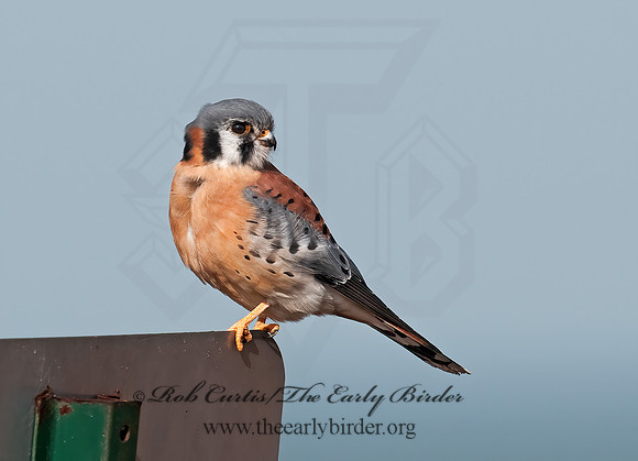 Falco sparverius  AMERICAN KESTREL  3010763z