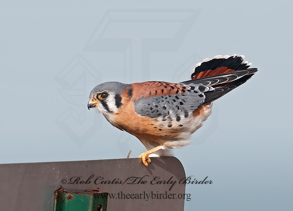 Falco sparverius  AMERICAN KESTREL  3010751z