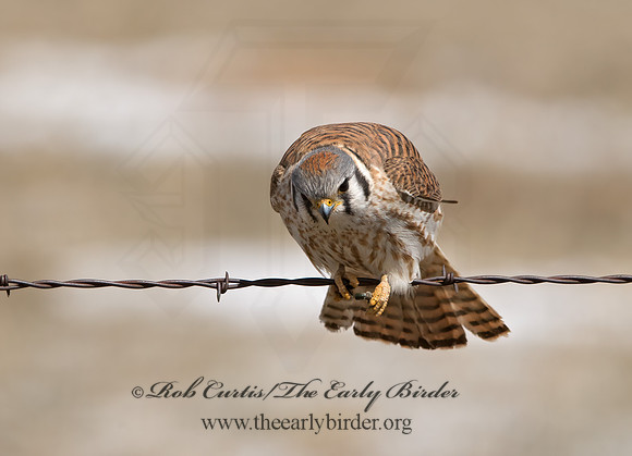 Falco sparverius  AMERICAN KESTREL 9054496z