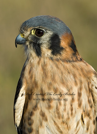Falco sparverius  AMERICAN KESTREL  5003274z