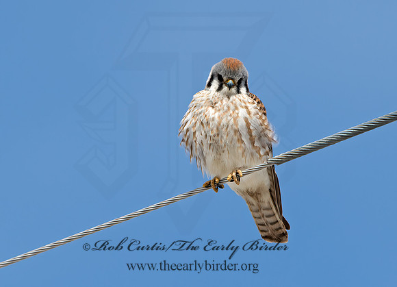 Falco sparverius  AMERICAN KESTREL 9054485z