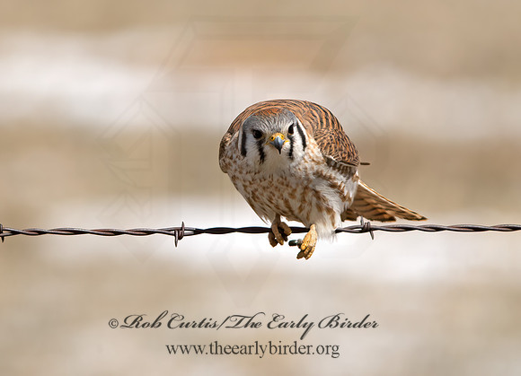 Falco sparverius  AMERICAN KESTREL 9054498z