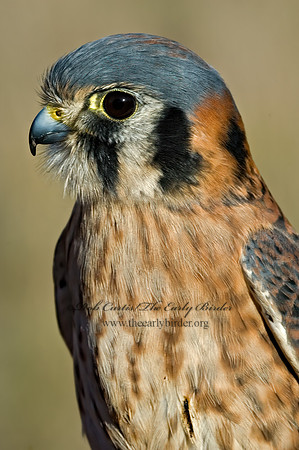 Falco sparverius  AMERICAN KESTREL  5003270z