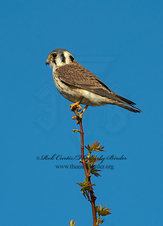 Falco sparverius  AMERICAN KESTREL  8002759z
