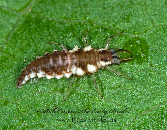 Chrysoperla rufilabris RED-LIPPED GREEN LACEWING 6007684i