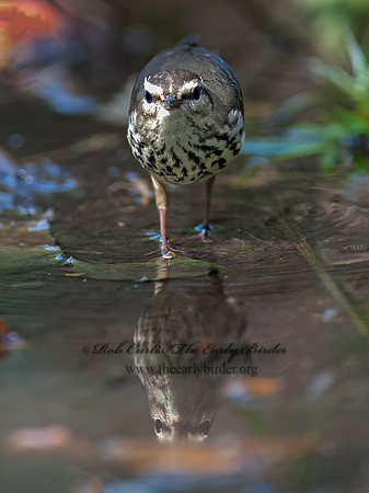 Parkesia noveboracensis  NORTHERN WATERTHRUSH 8029125z