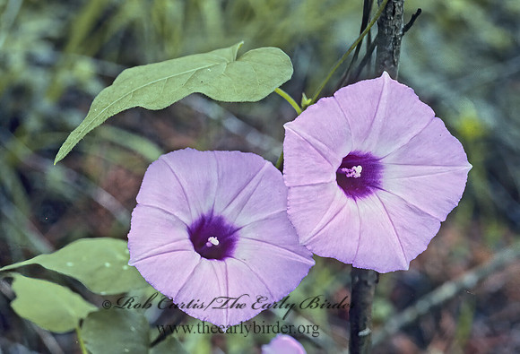 Ipomoea tricolor  SHARP POD MORNING GLORY 168915z