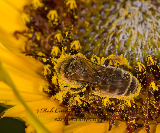 Halictus rubicundus 6013635 z