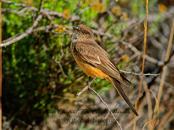 Sayornis sayi  SAY'S PHOEBE 56937z