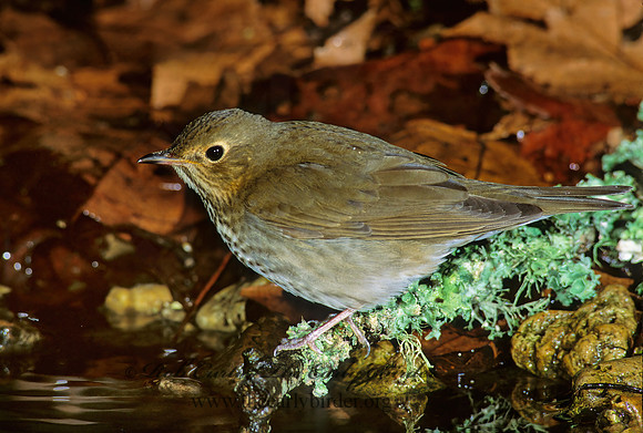 Catharus ustulatus  SWAINSON'S THRUSH 191710z