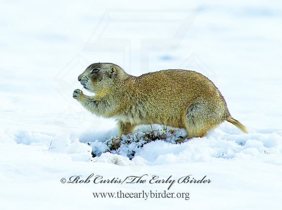 Cynomys gunnisoni  GUNNISON'S PRAIRIE DOG 102534z