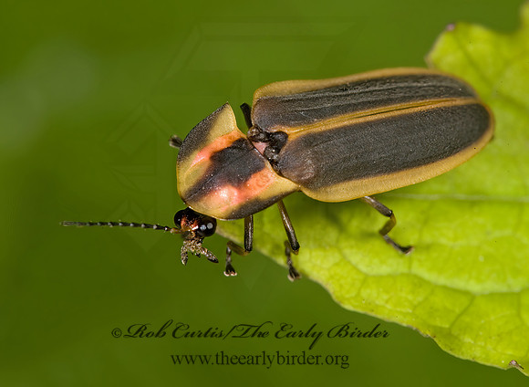 Pyractomena angulata 8005233z
