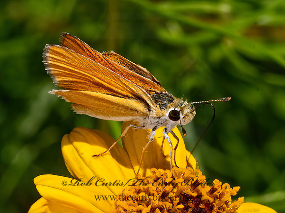 Copaeodes aurantiaca  ORANGE SKIPPERLING 3038794z