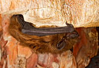 Eptesicus fuscus BIG BROWN BAT 8017105z