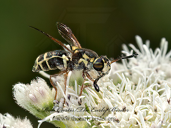 Hoplitimyia constans  SOLDIER FLY 9050938z