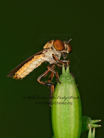 Holcocephala  ROBBER FLY 1304745z