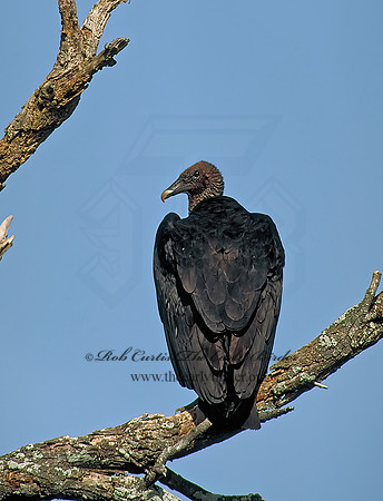 Coragyps atratus  BLACK VULTURE 88507z