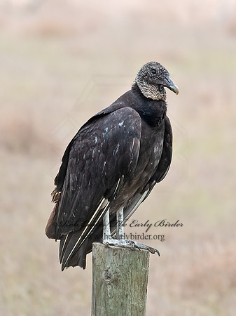 Coragyps atratus  BLACK VULTURE 6038897z