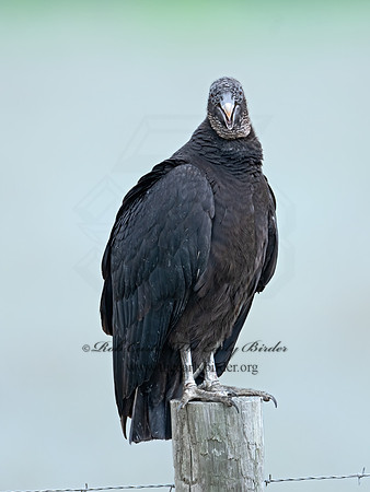 Coragyps atratus  BLACK VULTURE 3029539z