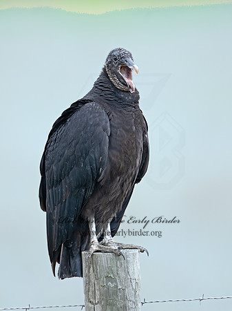 Coragyps atratus  BLACK VULTURE 3029538z