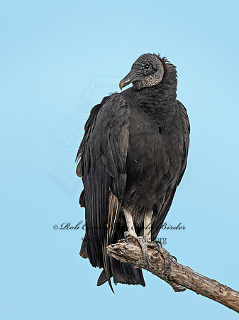 Coragyps atratus  BLACK VULTURE 3035913z