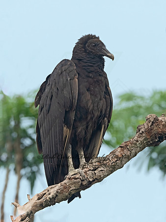Coragyps atratus  BLACK VULTURE 3031120z