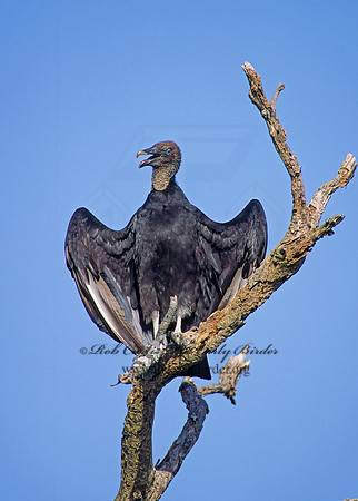 Coragyps atratus  BLACK VULTURE 88602z