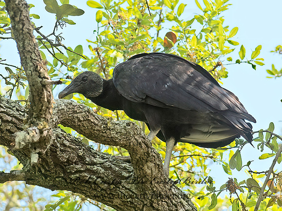 Coragyps atratus  BLACK VULTURE 6039008z