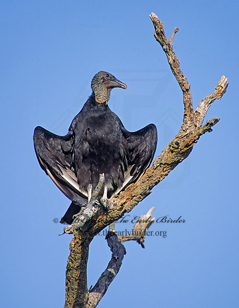 Coragyps atratus  BLACK VULTURE 88606z