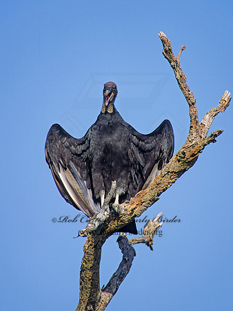 Coragyps atratus  BLACK VULTURE 88603z
