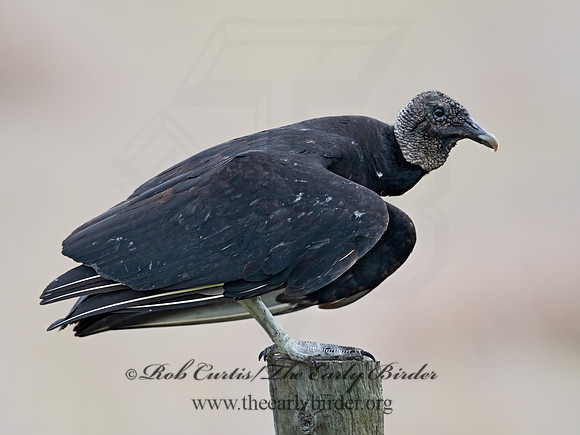 Coragyps atratus  BLACK VULTURE 3029535z