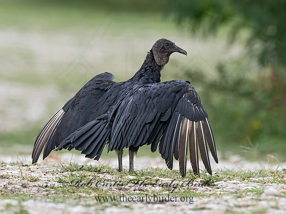 Coragyps atratus  BLACK VULTURE 3036039z